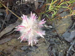 Ptilotus manglesii