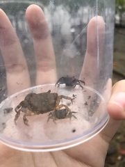 Hemigrapsus sanguineus