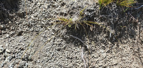 Carex devia (Carex devia)