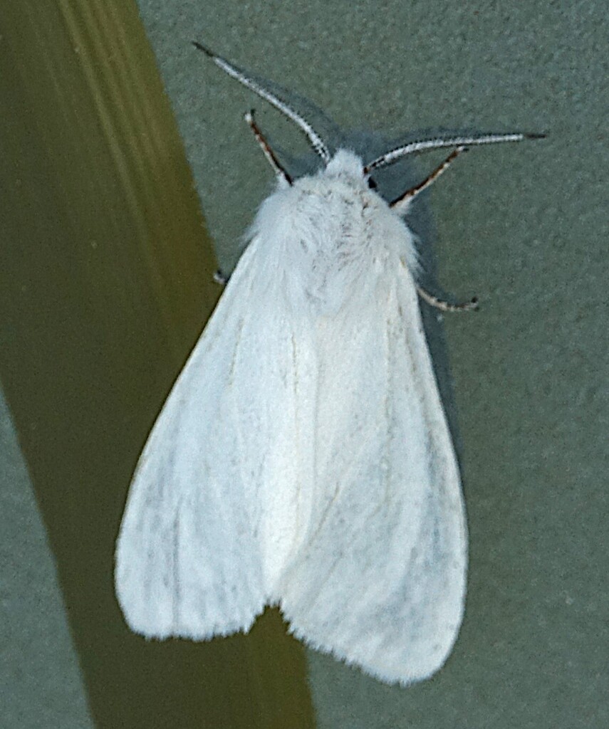 Fall Webworm Moth from Canton-Tremblay, Saguenay, QC, Canada on June 25 ...