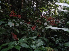 Sanchezia pedicellata