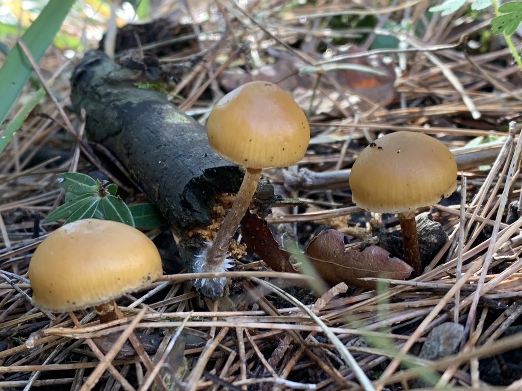 Galerina marginata · November 2025 · photo: © manuela9012 (iNaturalist, cc-by)