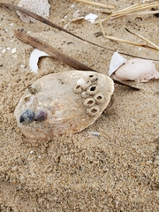 Crepidula convexa