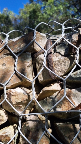 Tiger Snake sighting