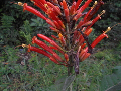 Sanchezia pedicellata