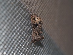 Ctenoplusia furcifera