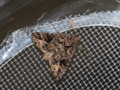 Ctenoplusia furcifera