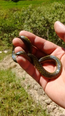 Atractus crassicaudatus