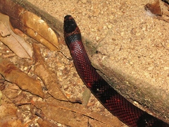 Lampropeltis abnorma