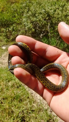 Atractus crassicaudatus