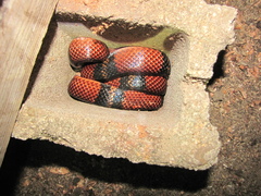 Lampropeltis abnorma