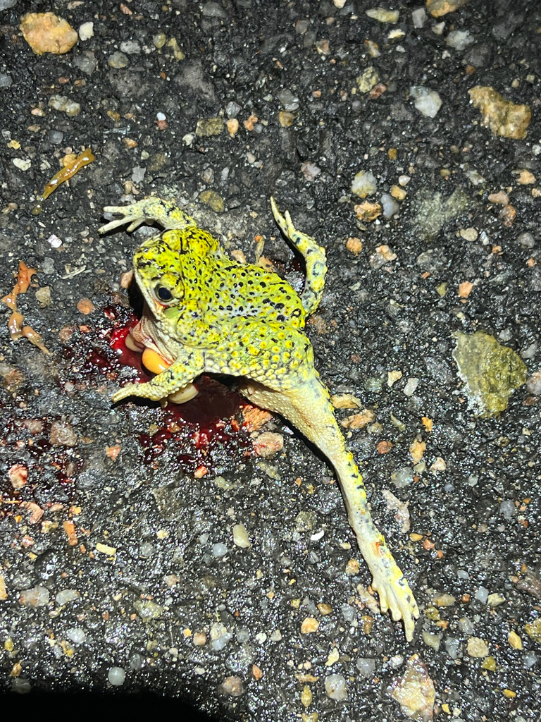 Chihuahuan Green Toad in June 2025 by Joshua Smith · iNaturalist