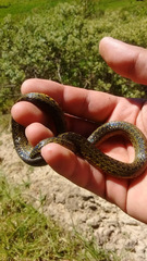 Atractus crassicaudatus