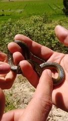 Atractus crassicaudatus