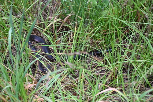 Lowlands Copperhead sighting