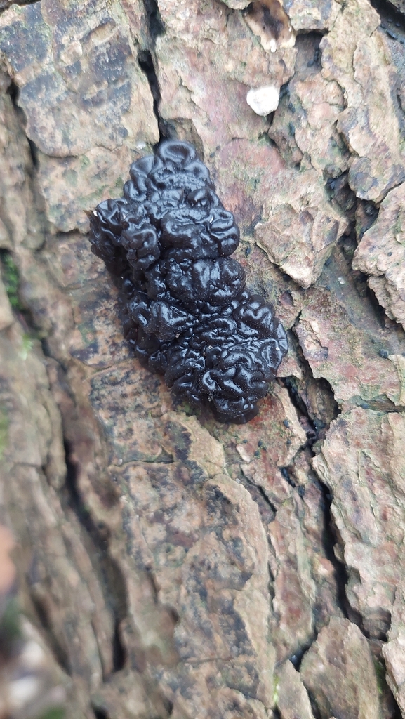 Exidia nigricans · November 2025 · photo: © viktorstrenada (iNaturalist, cc-by)