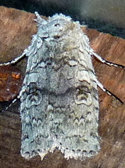 Lithophane viridipallens