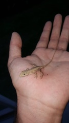 Anolis nebulosus