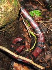 Lampropeltis abnorma