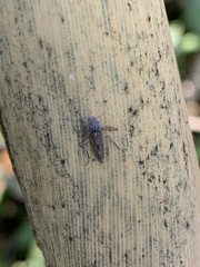 Graphocephala confluens