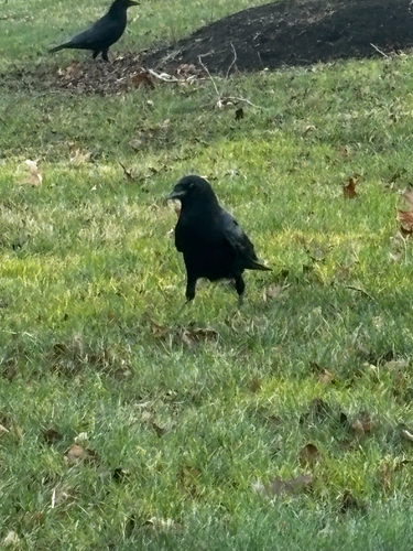 American Crow