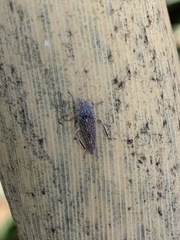 Graphocephala confluens