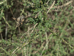 Adenocarpus telonensis, photograph (c) Daniel Cahen, some rights reserved (CC BY)