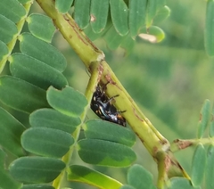 Cryptocephalus nigrocinctus