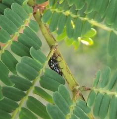 Cryptocephalus nigrocinctus