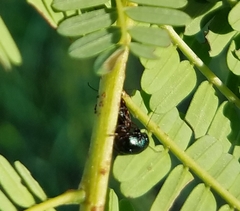 Cryptocephalus nigrocinctus