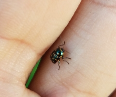 Cryptocephalus nigrocinctus