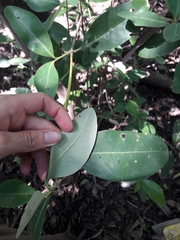 Avicennia bicolor