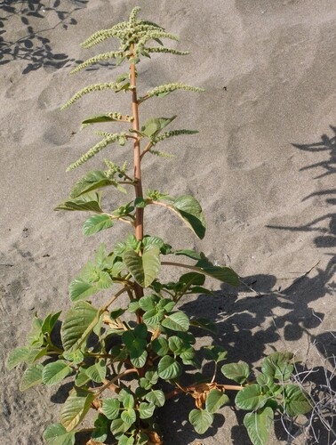 Amaranthus watsonii, photograph 5