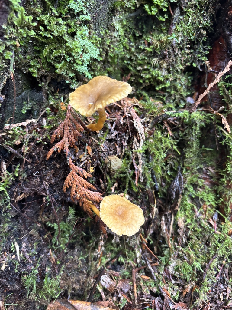 Craterellus tubaeformis · November 2025 · photo: © abbyhyde (iNaturalist, cc-by)