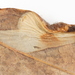 Parornix preciosella - Photo (c) Charley Eiseman, algunos derechos reservados (CC BY-NC), subido por Charley Eiseman