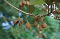 Hampea