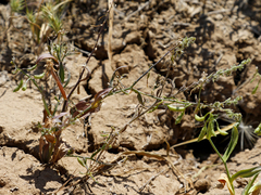 Goldbachia laevigata