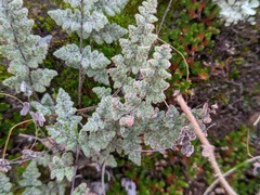 Myriopteris parryi image