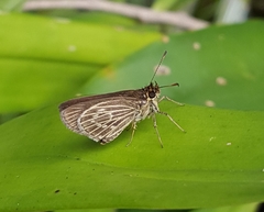 Callimormus interpunctata