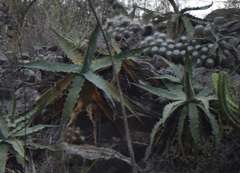 Agave xylonacantha