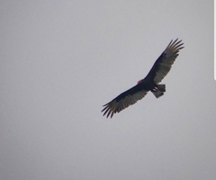Cathartes aura