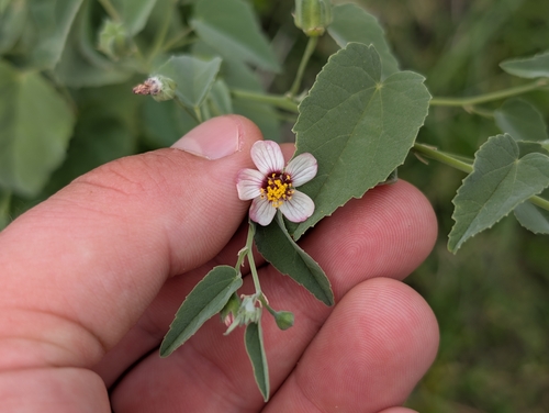 Abutilon incanum observed 2025-11-29
