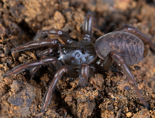 Aptostichus icenoglei