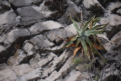 Agave xylonacantha