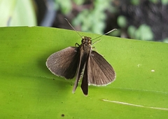 Callimormus interpunctata