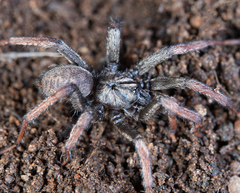 Aptostichus icenoglei