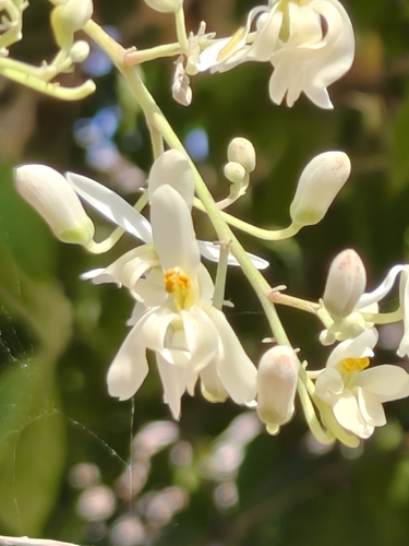 Moringa oleifera