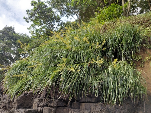 Ocean cliff pitcairnia (Pitcairnia halophila)