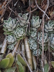 Sedum ebracteatum