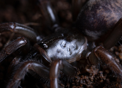 Aptostichus icenoglei